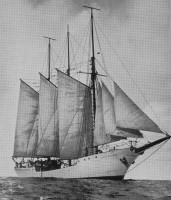 oiseau des iles.jpg