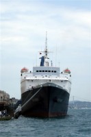 Istamboul_-_Blue_Monarch.jpg